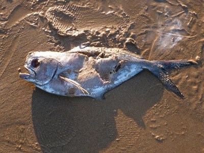 Ray's Bream fish found on Dornoch Beach 25 Dec 09