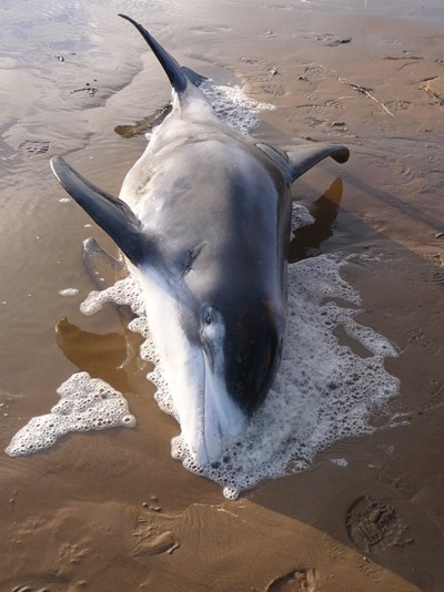 Dolphin washed up on Dornoch Beach Dec 09