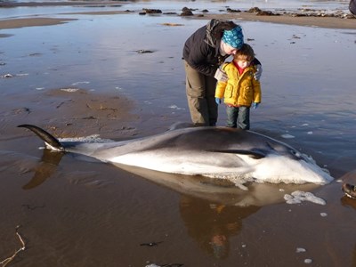 White beaked dolphin on Dornoch beach Dec 09