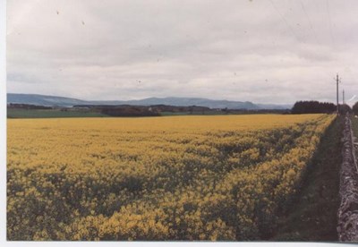 Photograph of first rape crop in Sutherland
