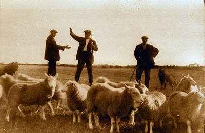 Sheep being sold at Milton of Evelix