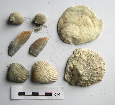 Shells from Cuthill Links